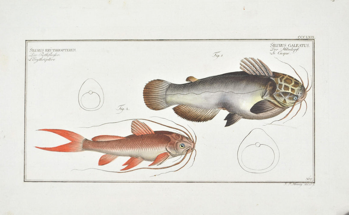 Helmed Silure (Catfish) by Marcus Bloch c. 1796 Hand Colored Antique Fish Print