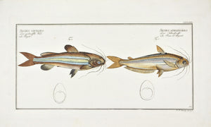 Silver Stripe (Catfish) by Marcus Bloch c. 1796 Hand Colored Antique Fish Print