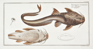 Aspread (Catfish) by Marcus Bloch c. 1796 Hand Colored Antique Fish Print