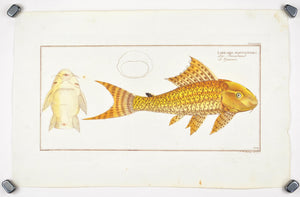 Guacari (Catfish) by Marcus Bloch c. 1796 Hand Colored Antique Fish Print