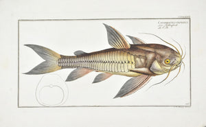 Rib-fish (Catfish) by Marcus Bloch c. 1796 Hand Colored Antique Fish Print