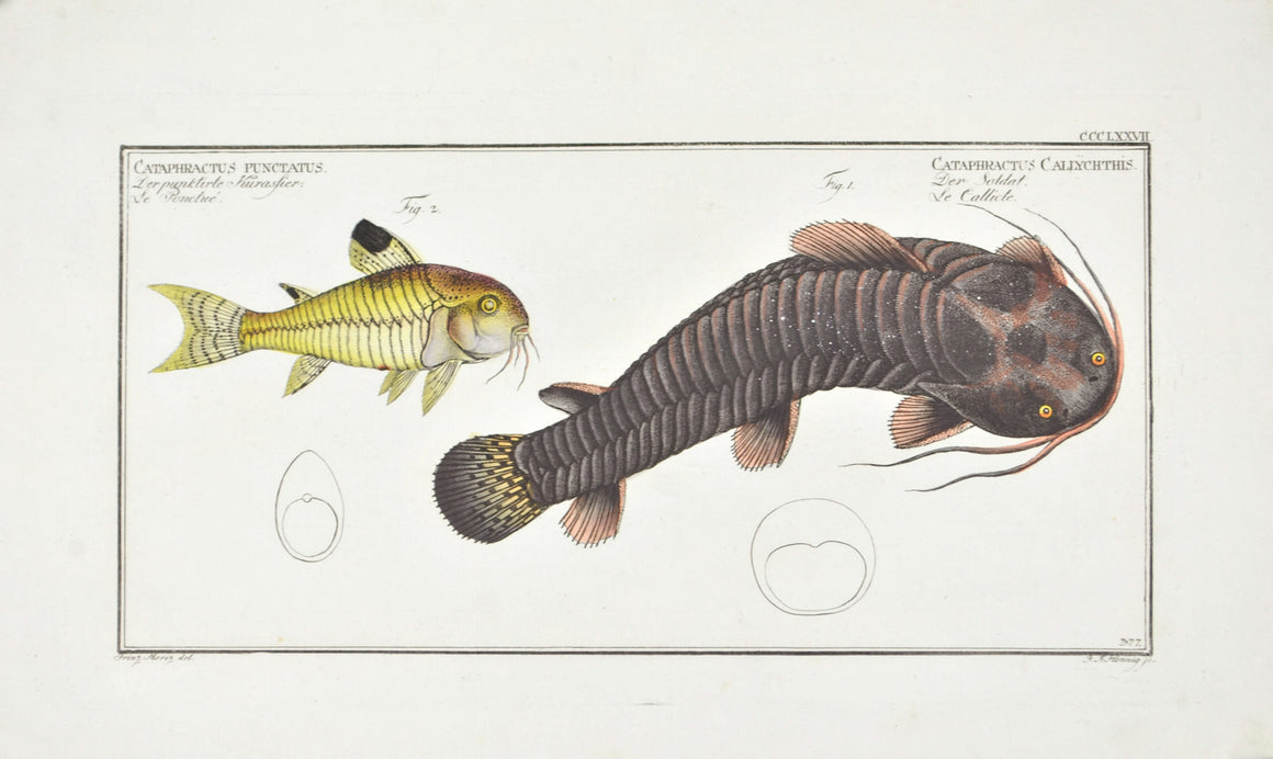 Tamoate (Catfish) by Marcus Bloch c. 1796 Hand Colored Antique Fish Print