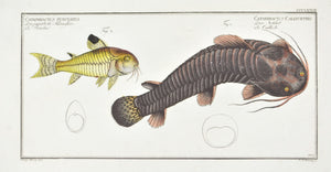 Tamoate (Catfish) by Marcus Bloch c. 1796 Hand Colored Antique Fish Print
