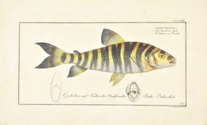 Streaked Salmon by Marcus Bloch c. 1796 Hand Colored Antique Fish Print