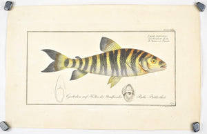 Streaked Salmon by Marcus Bloch c. 1796 Hand Colored Antique Fish Print