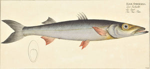 Sea-Pike by Marcus Bloch c. 1796 Hand Colored Antique Fish Print