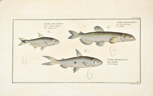 Capelan by Marcus Bloch c. 1796 Hand Colored Antique Fish Print