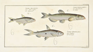Capelan by Marcus Bloch c. 1796 Hand Colored Antique Fish Print