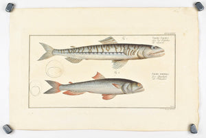 Sea-Lizard by Marcus Bloch c. 1796 Hand Colored Antique Fish Print