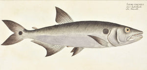 Sickle Salmon by Marcus Bloch c. 1796 Hand Colored Antique Fish Print