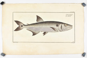 Sickle Salmon by Marcus Bloch c. 1796 Hand Colored Antique Fish Print