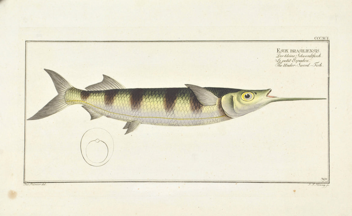 Under-Sword Fish by Marcus Bloch c. 1796 Hand Colored Antique Fish Print