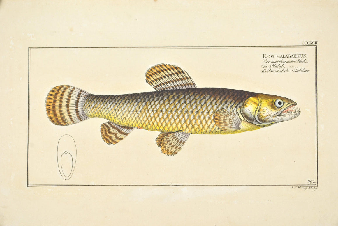 Pike of Malabar by Marcus Bloch c. 1796 Hand Colored Antique Fish Print
