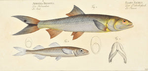 Saure by Marcus Bloch c. 1796 Hand Colored Antique Fish Print