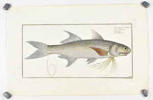 Kalamin by Marcus Bloch c. 1796 Hand Colored Antique Fish Print
