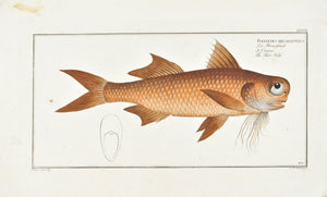 Flat-Nose by Marcus Bloch c. 1796 Hand Colored Antique Fish Print