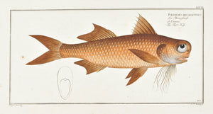 Flat-Nose by Marcus Bloch c. 1796 Hand Colored Antique Fish Print