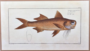Flat-Nose by Marcus Bloch c. 1796 Hand Colored Antique Fish Print Matted