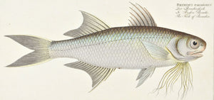 Fish of Paradise by Marcus Bloch c. 1796 Hand Colored Antique Fish