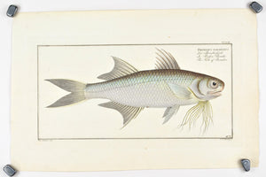 Fish of Paradise by Marcus Bloch c. 1796 Hand Colored Antique Fish