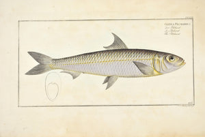 Pilchard by Marcus Bloch c. 1796 Hand Colored Antique Fish Print