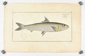 Pilchard by Marcus Bloch c. 1796 Hand Colored Antique Fish Print