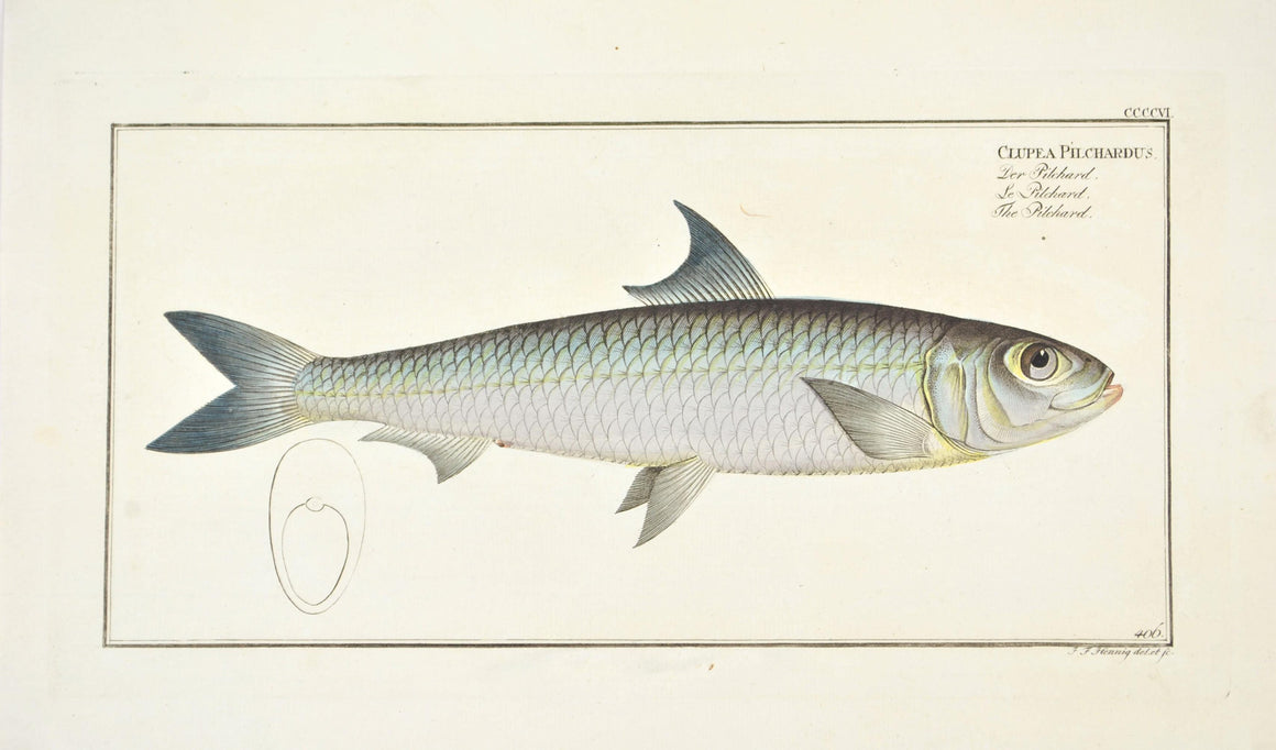 Pilchard by Marcus Bloch c. 1796 Hand Colored Antique Fish Print B