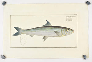 Pilchard by Marcus Bloch c. 1796 Hand Colored Antique Fish Print B