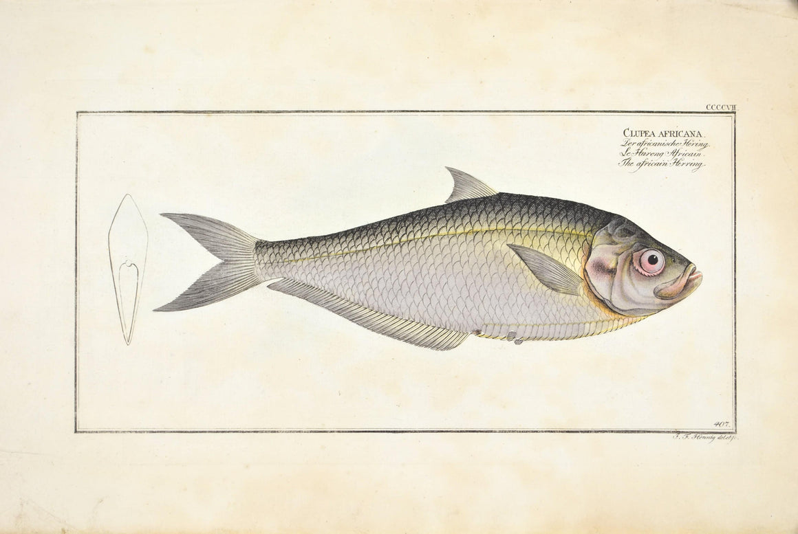 African Herring by Marcus Bloch c. 1796 Hand Colored Antique Fish Print
