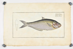 African Herring by Marcus Bloch c. 1796 Hand Colored Antique Fish Print