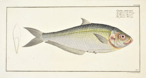 African Herring by Marcus Bloch c. 1796 Hand Colored Antique Fish Print B
