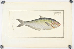 African Herring by Marcus Bloch c. 1796 Hand Colored Antique Fish Print B