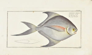 Gray Stromate by Marcus Bloch c. 1796 Hand Colored Antique Fish Print