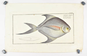 Gray Stromate by Marcus Bloch c. 1796 Hand Colored Antique Fish Print