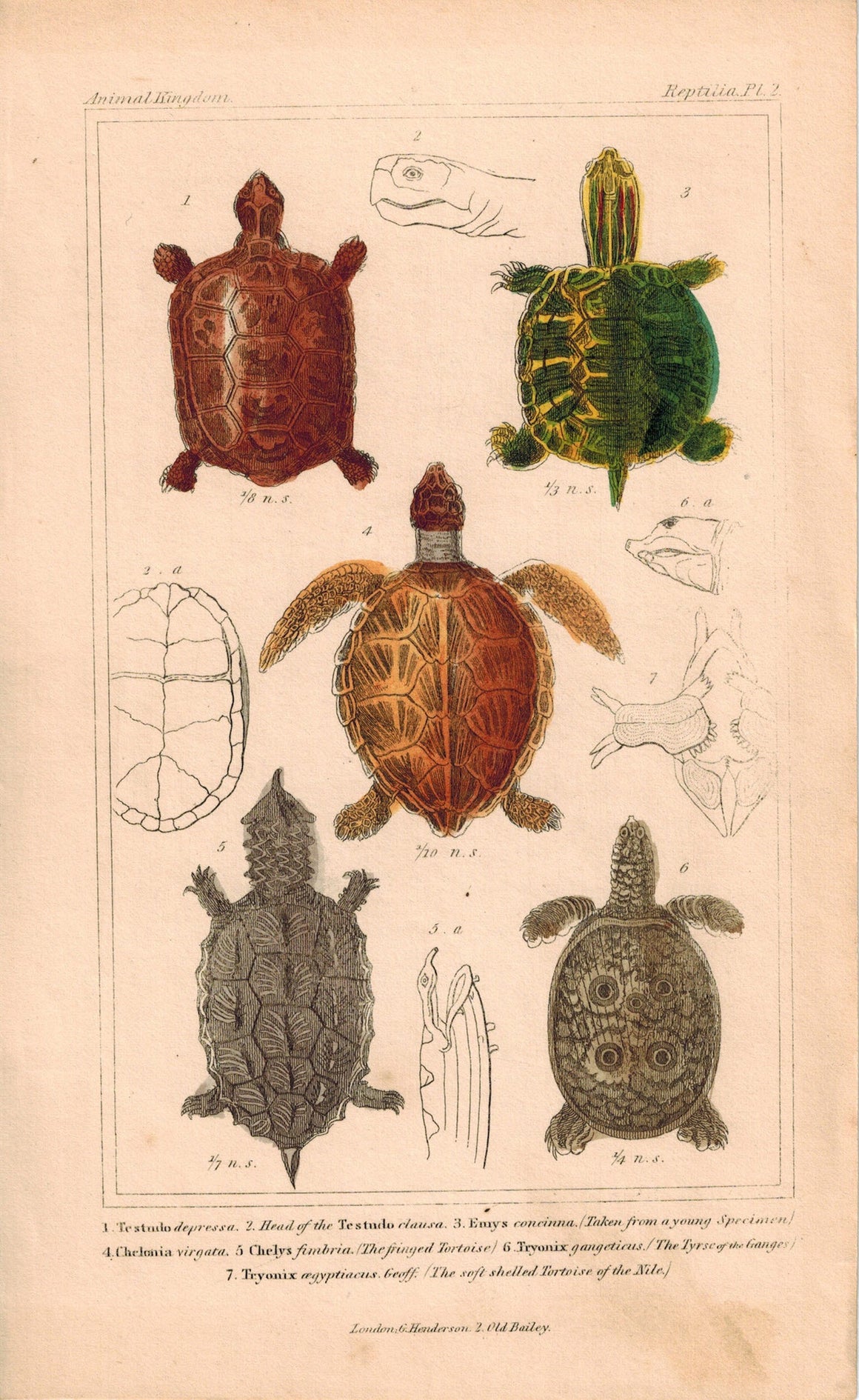 Tortoise Shells 1834 Engraved Cuvier Reptile Turtle Print Pl 7