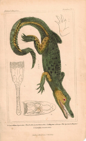 Crocodile 1834 Engraved Cuvier Reptile Print Plate 3