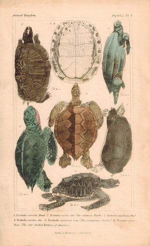 Tortoise and Turtles 1834 Engraved Cuvier Reptile Print Plate 4