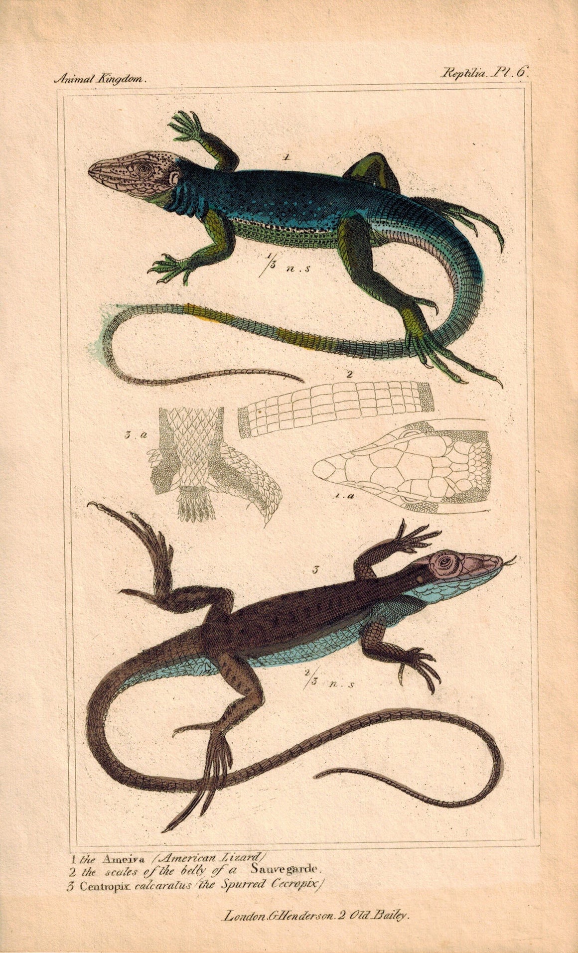 American Lizard 1834 Engraved Cuvier Reptile Print Plate 6