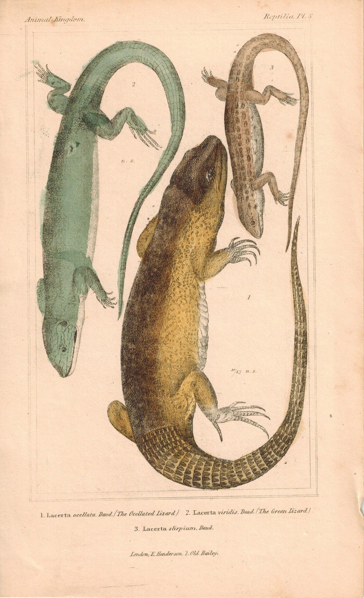 Ocellated Lizard and Green Lizard 1834 Engraved Cuvier Reptile Print Plate 8