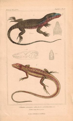 Monitor and Dracaena Lizards  1834 Engraved Cuvier Reptile Print Plate 10