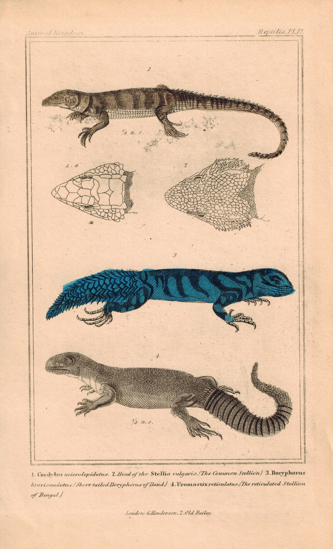 Stellion Lizard and Doryphorus of Daud 1834 Engraved Cuvier Reptile Print Pl 12