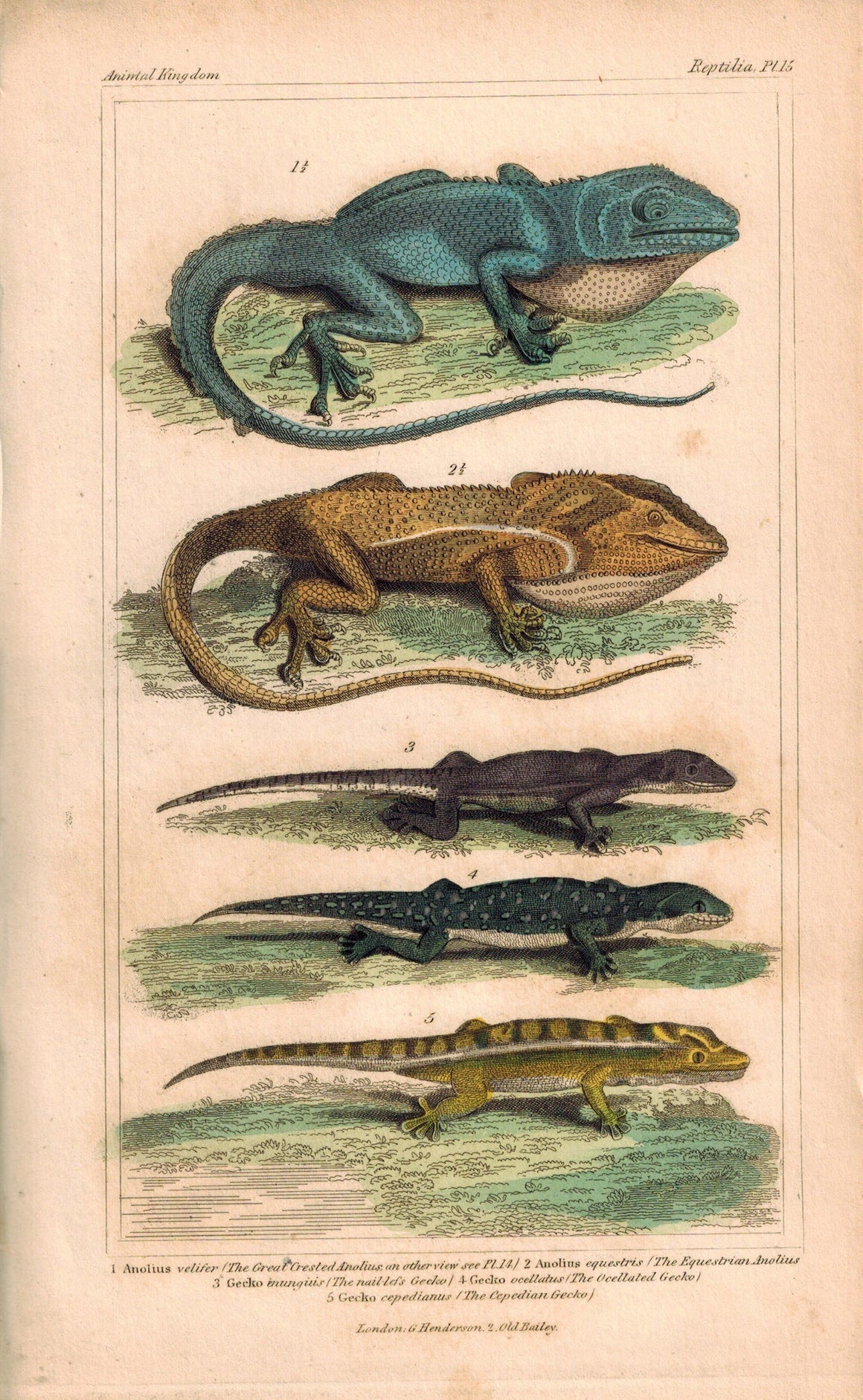Crested Anolius and Gecko Lizards 1834 Engraved Cuvier Reptile Print Plate 15