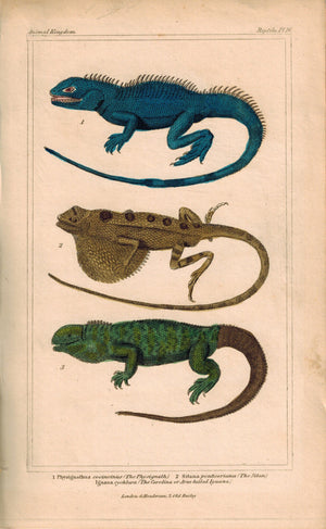 Physignath, Sitan and Iguana Lizard 1834 Engraved Cuvier Reptile Print Plate 16