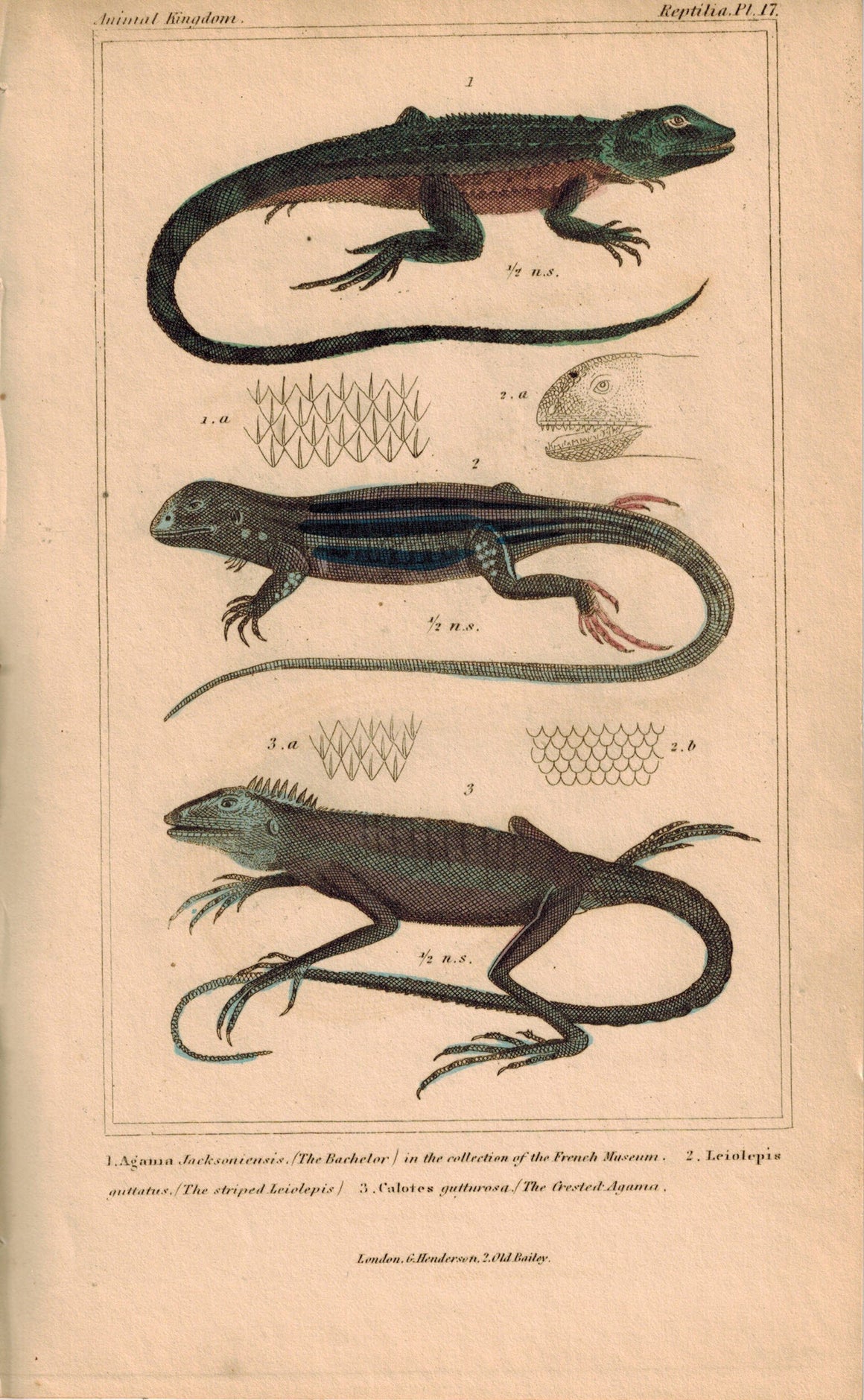 Bachelor Leiolepis Agama Lizards 1834 Engraved Cuvier Reptile Print Plate 17