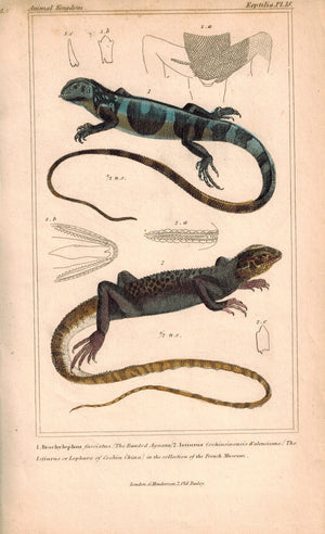 Banded Aguana, Lophura of Cochin China Lizards 1834 Engraved Cuvier Print Pl 18