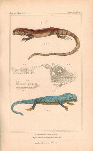 Ophryessa, Lyriocephalus Lizards 1834 Engraved Cuvier Reptile Print Plate 19