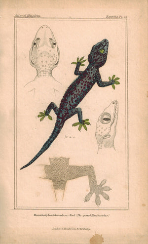 Spotted Hemidactylus Lizard 1834 Engraved Cuvier Reptile Print Plate 23
