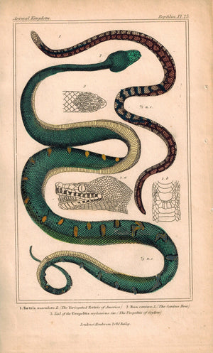 Tortrix and Boa Snakes 1834 Engraved Cuvier Reptile Print Plate 25