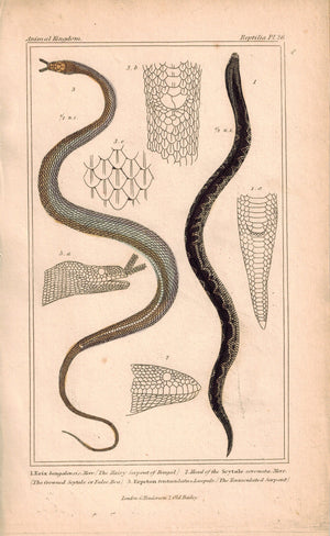 Bangal and Serpent Snakes 1834 Engraved Cuvier Reptile Print Plate 26