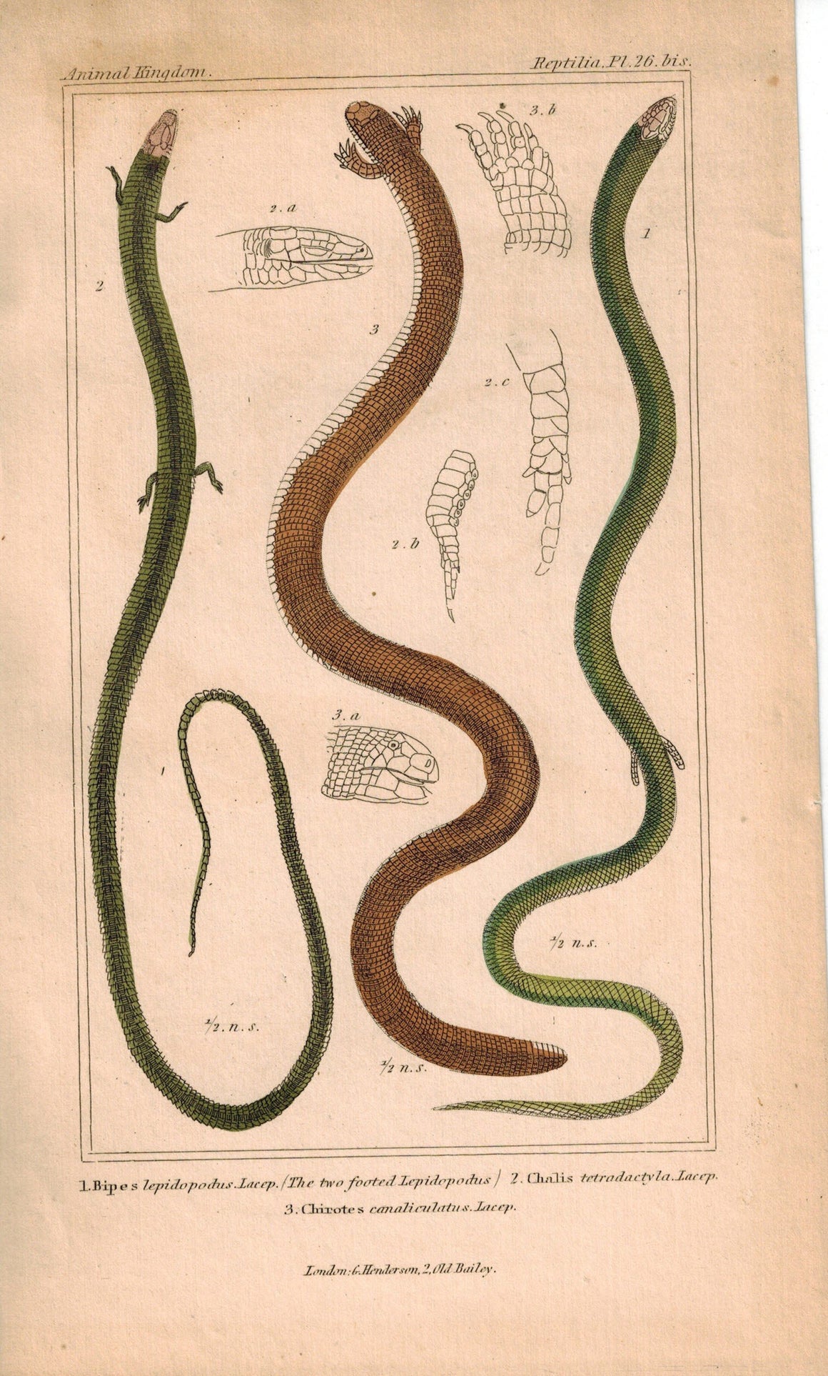 Common Scaly-foot Lizard Snake 1834 Engraved Cuvier Reptile Print Plate 26